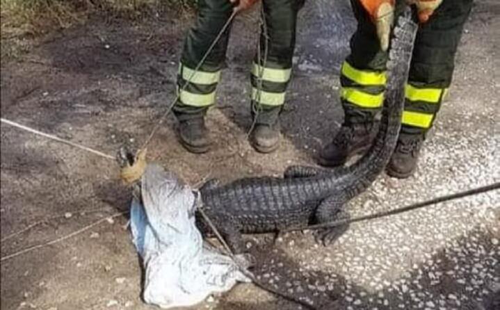 la cattura del coccodrillo a cala liberotto orosei (foto carabinieri)