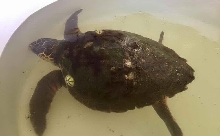 la tartaruga (foto l unione sarda s pinna)