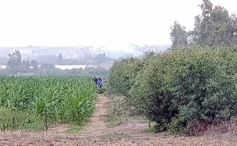 la piantagione accanto al grano (l unione sarda pintori)