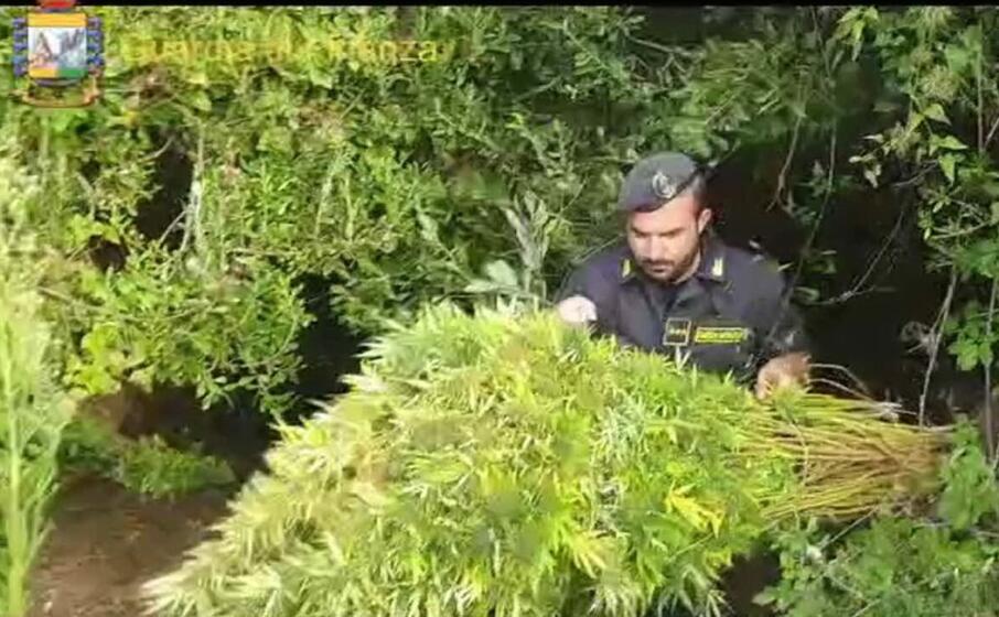 le piante (foto guardia di finanza)