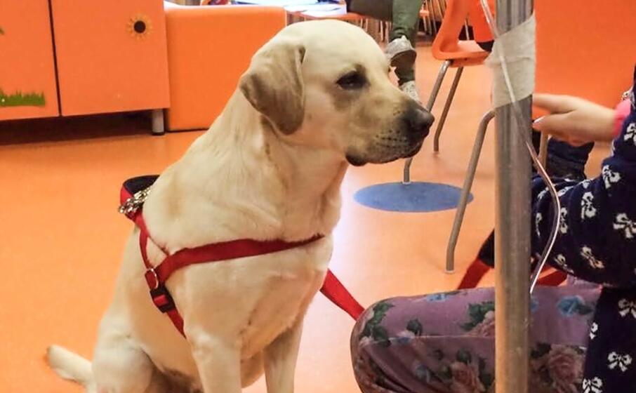 pet therapy (foto l unione sarda cucca)
