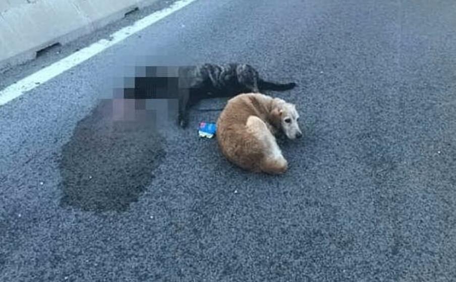 i due animali sulla buddi buddi (foto l unione sarda tellini)