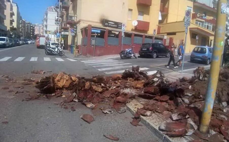il fusto della palma fatto a pezzi dopo il crollo (ansa)