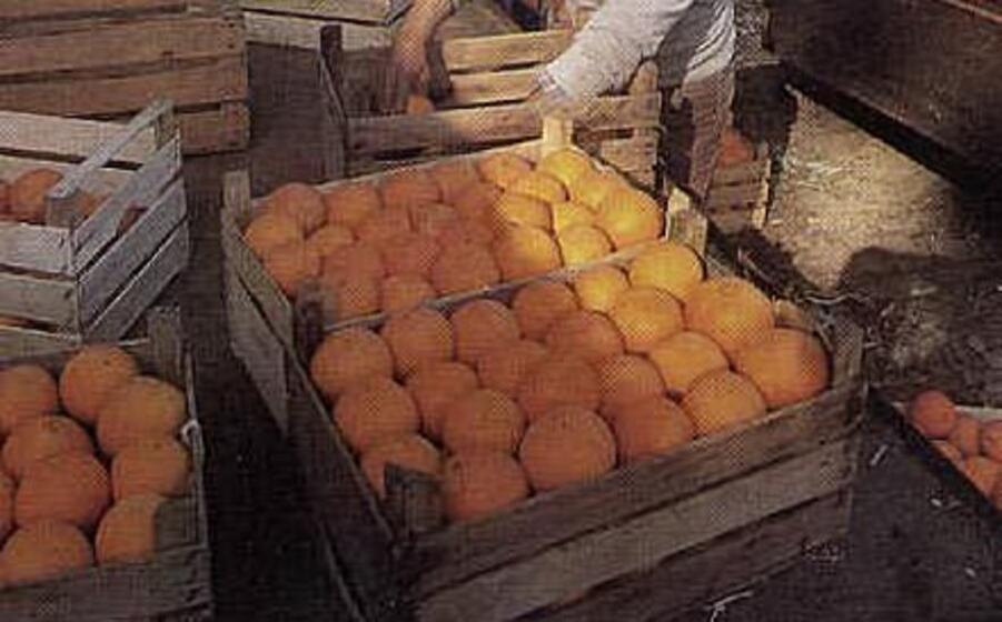 arance (archivio l unione sarda)