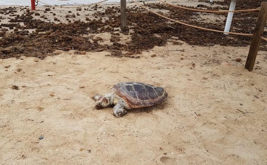 la tartaruga ritrovata stamattina (foto l unione sarda murgana)