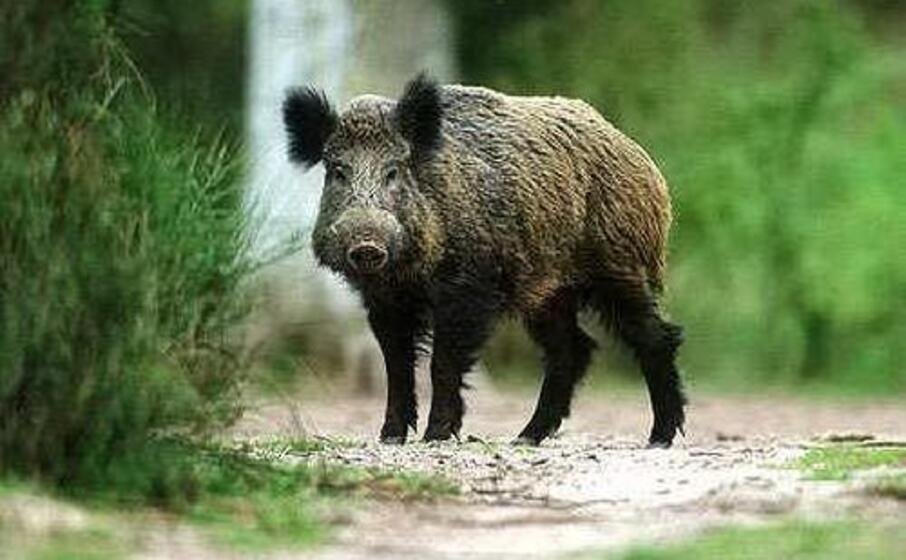 un cinghiale (foto l unione sarda)