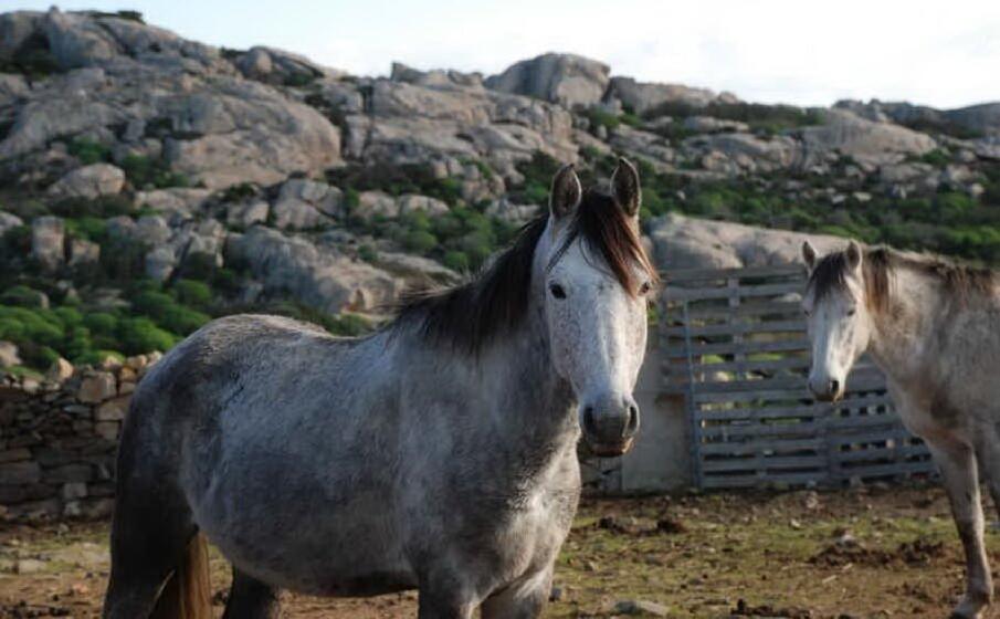 cavalli all asinara (l unione sarda pala)