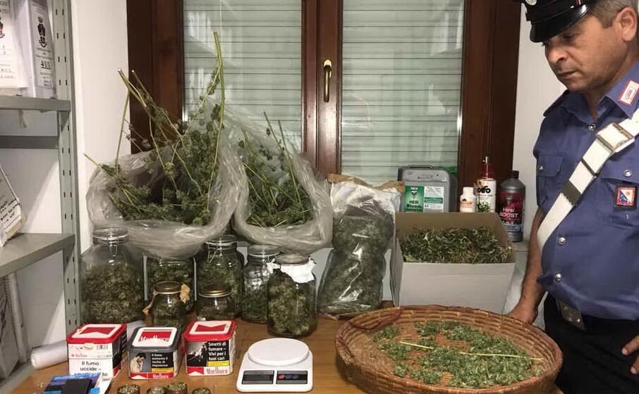 la marijuana sequestrata (foto carabinieri)