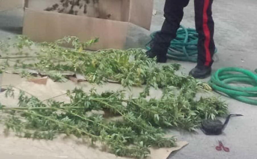 le piante sequestrate (foto carabinieri di nuoro)