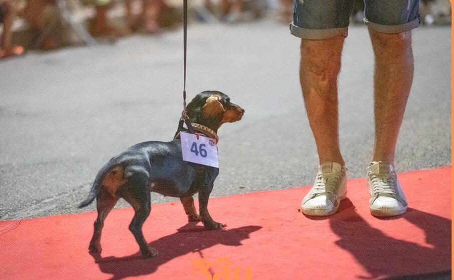 una sfilata di cani (l unione sarda pinna)