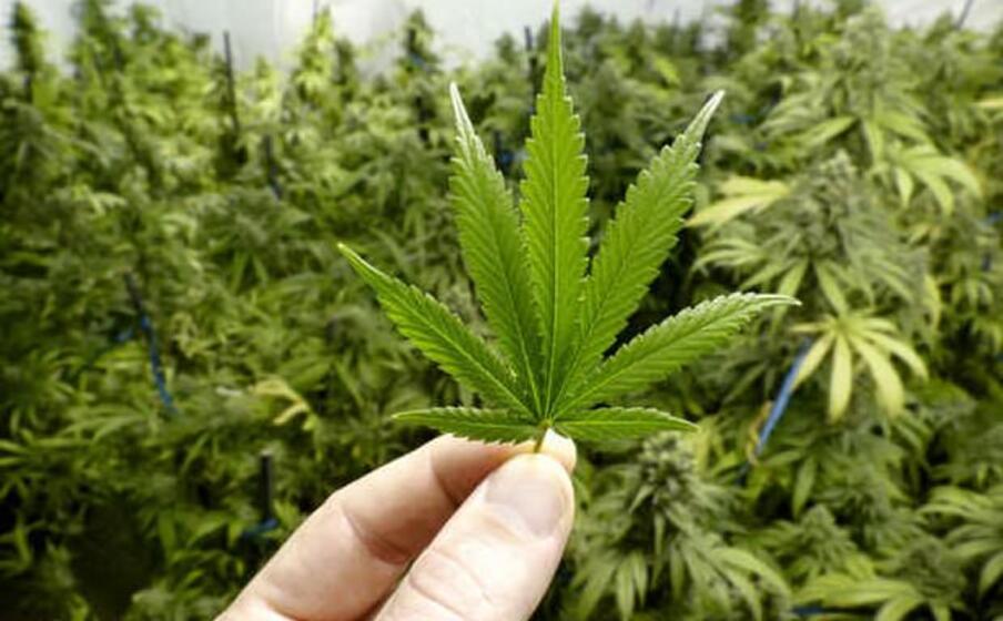 marijuana (ansa)