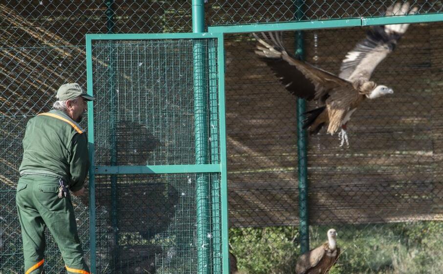 la liberazione dei grifoni (foto l unione sarda fiori)