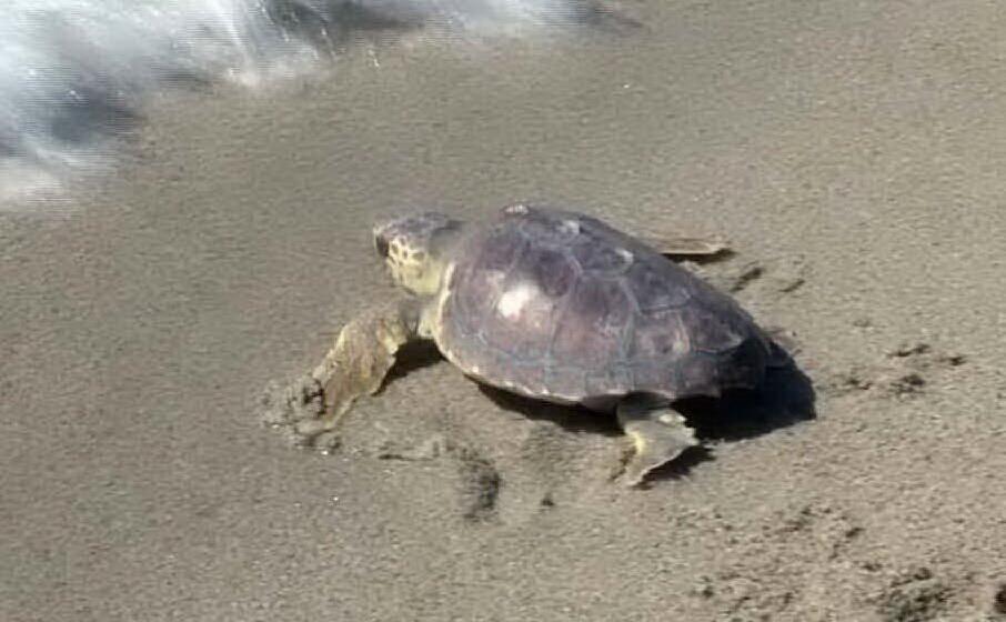 una caretta caretta (archivio l unione sarda)
