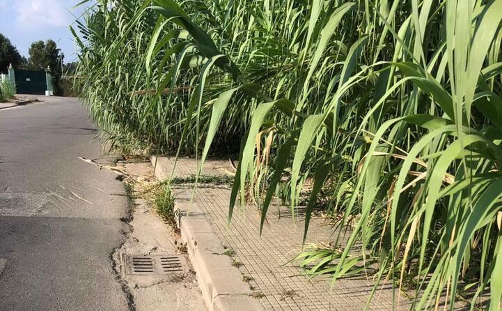 sul marciapiede di via amburgo localit san gemiliano a tortol siamo costretti a camminare in mezzo alla strada la foto inviata da un lettore (03 09 2019)