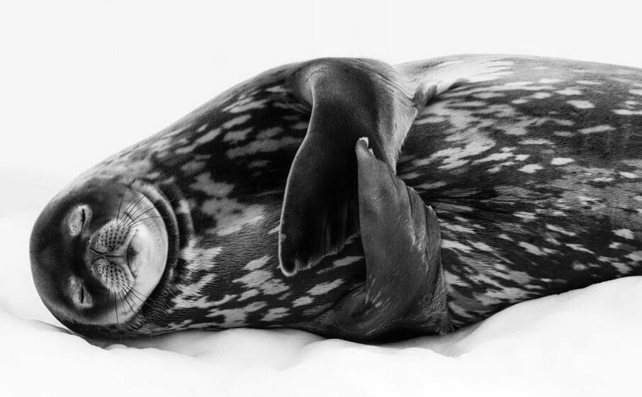 i sogni di una foca di ralf schneider