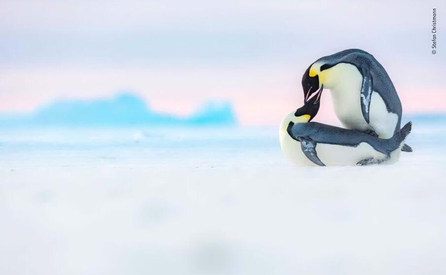 siamo nella baia di atka in antartide stefan christmann fotografa due pinguini reali