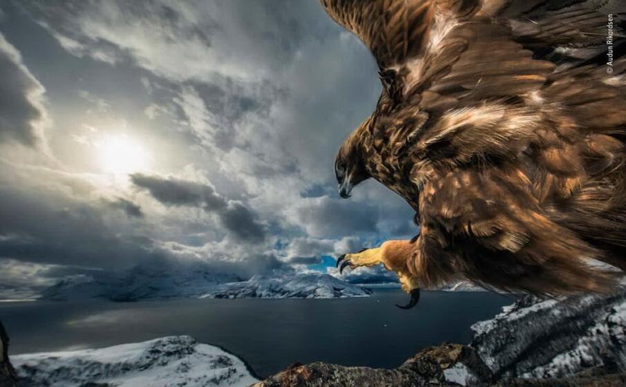 un aquila reale in norvegia di audun rikardsen