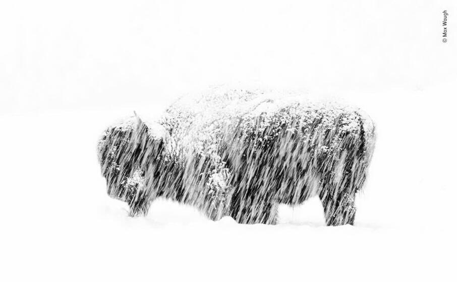 un bisonte durante una tempesta di neve foto di max waugh