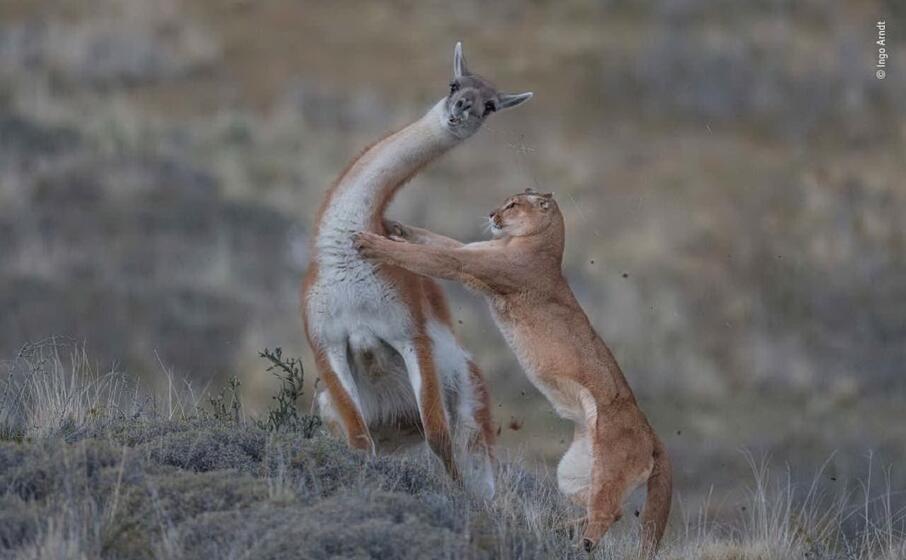 un puma attacca un guanaco di ingo arndt