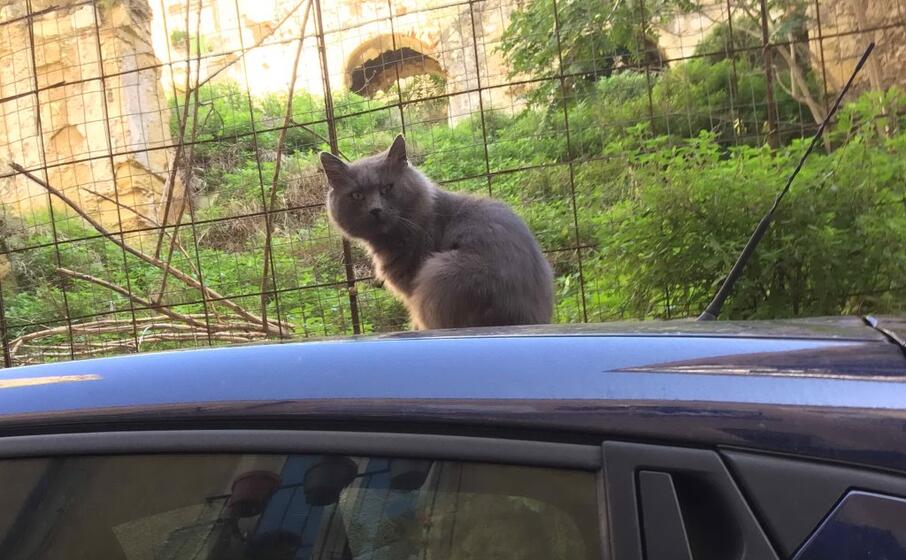 (foto paolo paolini)