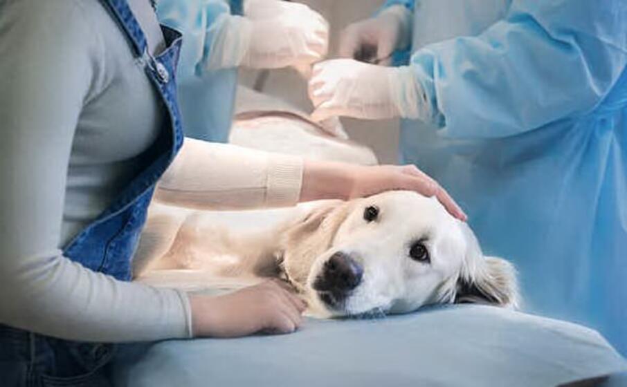 i cittadini che sceglieranno di sterilizzare il proprio cane avranno un contributo (foto ivan murgana)