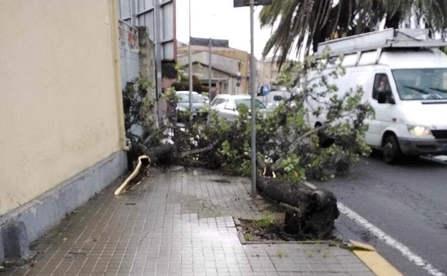 l albero precipitato (foto elia sanna)