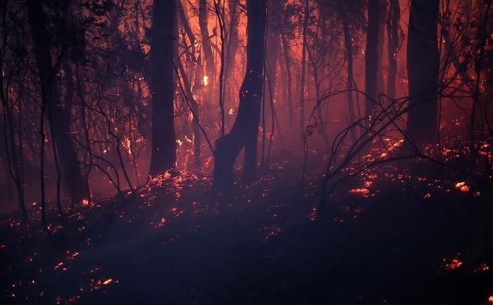 roghi senza precedenti in australia