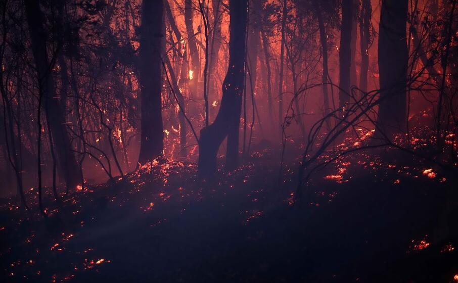 roghi senza precedenti in australia
