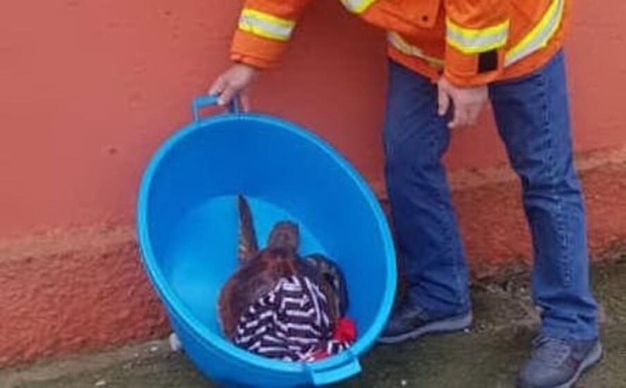 la tartaruga (foto l unione sarda scano)