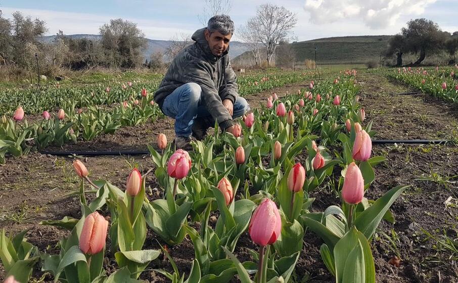 michele galitzia nel suo parco dei tulipani a turri (l unione sarda pintori)