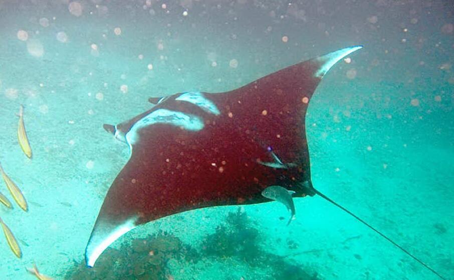 un esemplare di manta (foto wikipedia)