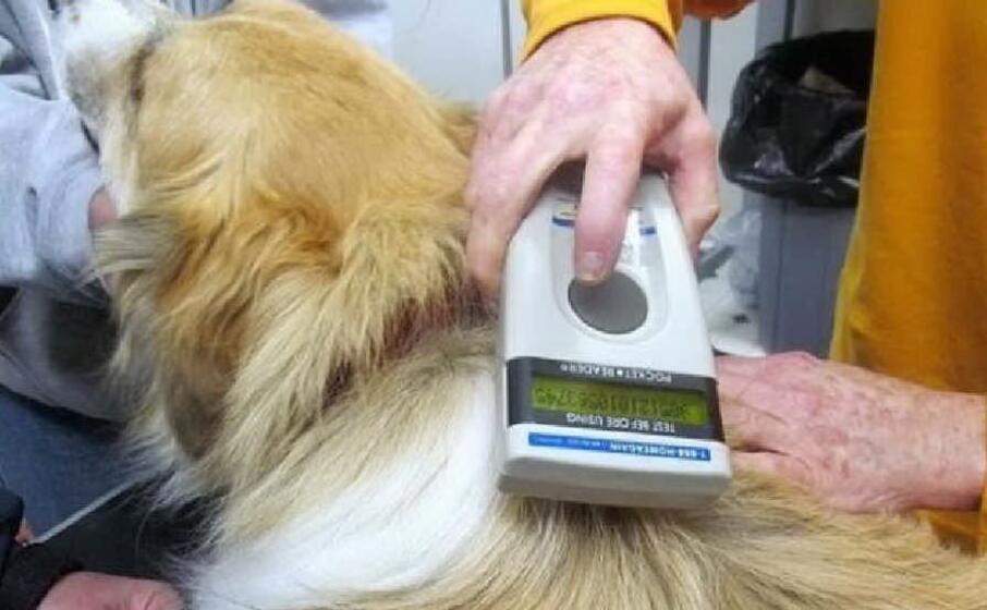 microchip (foto ufficio stampa)