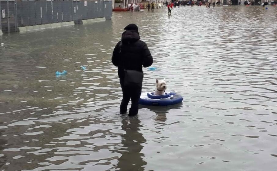 un cagnolino su un canotto improvvisato