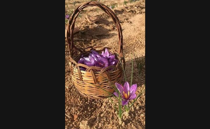 (foto di salvatore marongiu e stefania demurtas dell azienda agricola terra e abba a girasole)