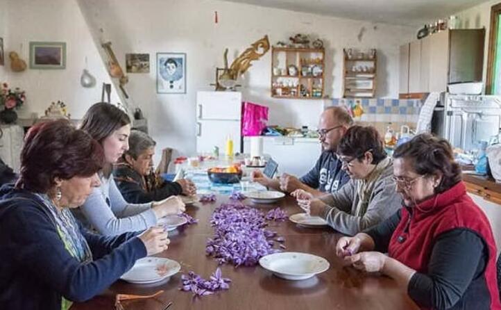 in ogliastra giunta l ora della raccolta dell oro rosso