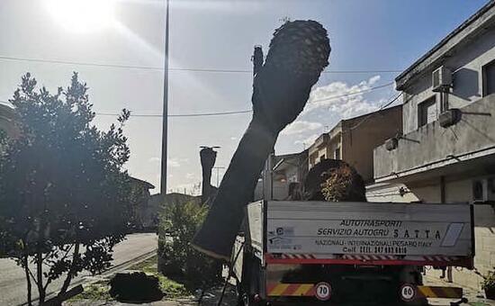Il punteruolo rosso non ha risparmiato nemmeno le palme di Santa Giusta. Per questo il Comune ha deciso di ab - L'Unione Sarda.it
