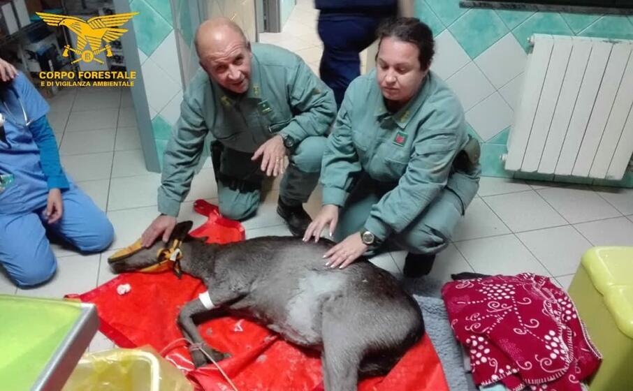 la femmina di cervo salvata dalla forestale (foto corpo forestale oristano)