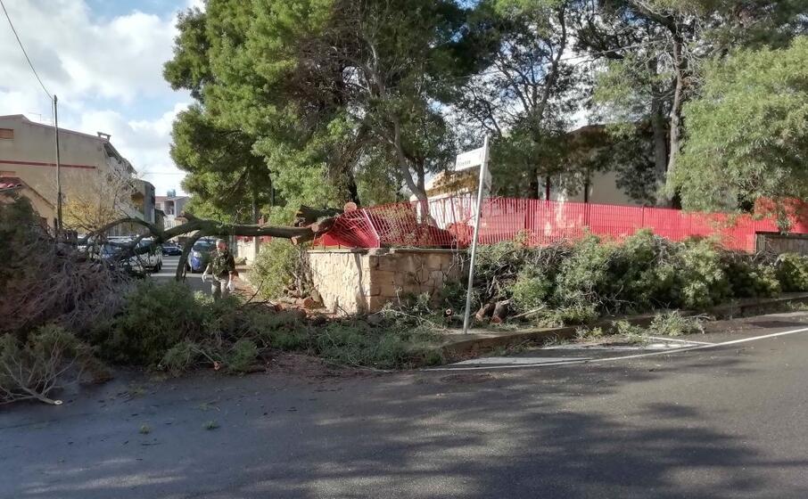 l albero caduto tra via cagliari e via firenze (l unione sarda foto cazzaniga)