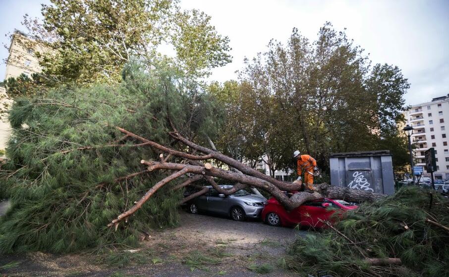 un albero caduto a roma (ansa)