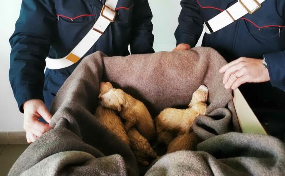 i cuccioli salvati (foto carabinieri)