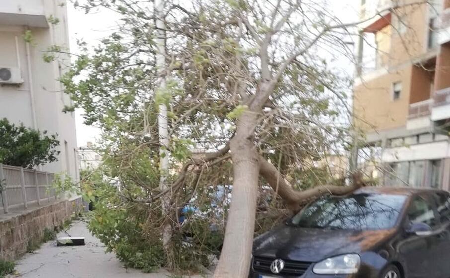 l albero crollato in via nuoro (foto f murru)