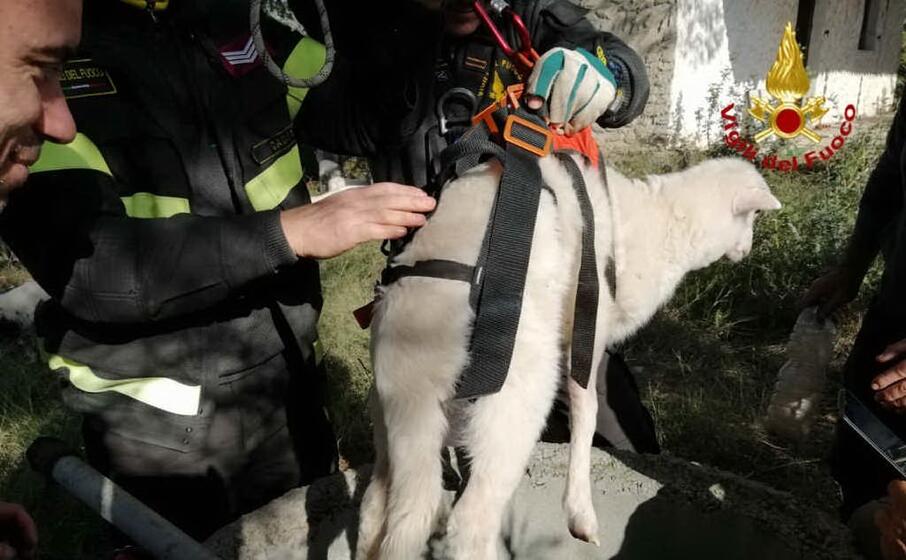 agnello in fondo al pozzo (foto dei vigili del fuoco)