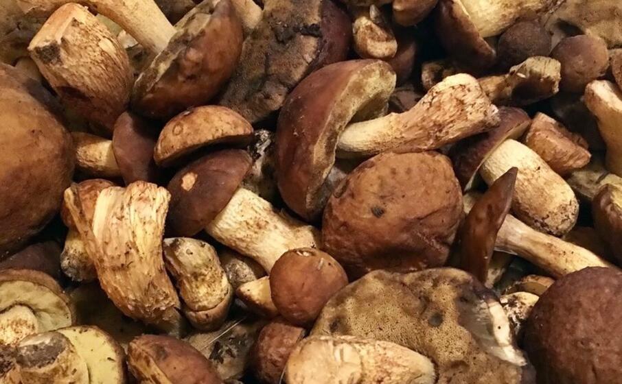 funghi (archivio l unione sarda cucca)