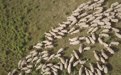 Transumanze nella Val d'Orcia (foto Circolo Gramsci - Torino)