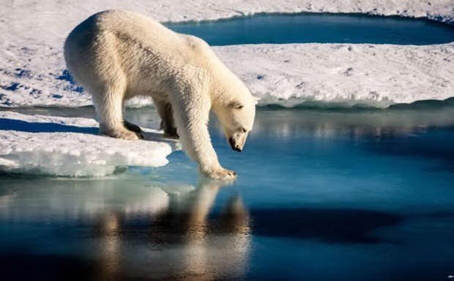 un orso polare (ansa)