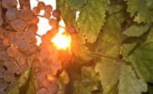 Vigna Poderi Parpinello (foto Roberto Ripa)