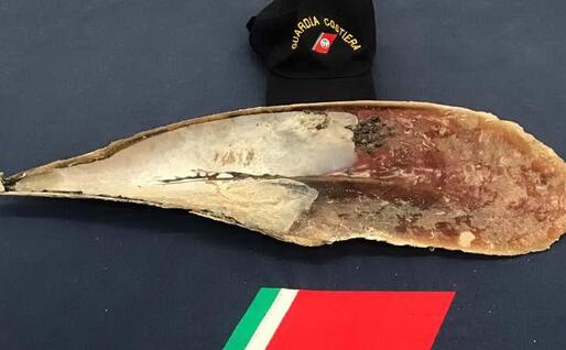 L'esemplare sequestrato (foto Guardia costiera)