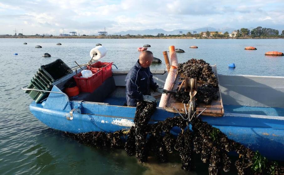 un allevamento di cozze in laguna (foto a piras)