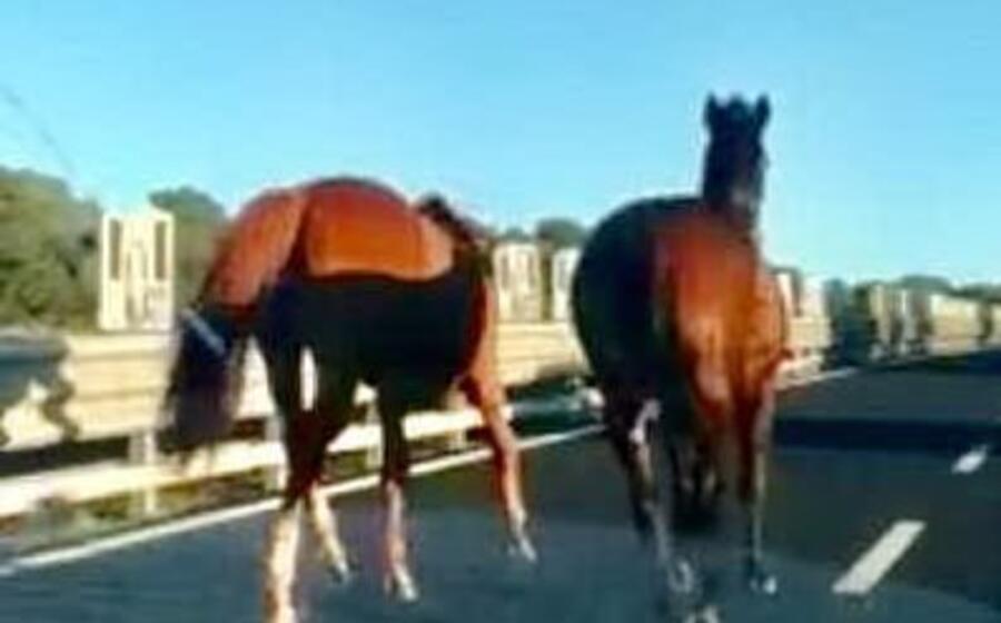 i cavalli al galoppo sulla 131 (foto e sanna)