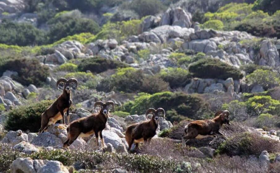 mufloni all asinara (foto m pala)